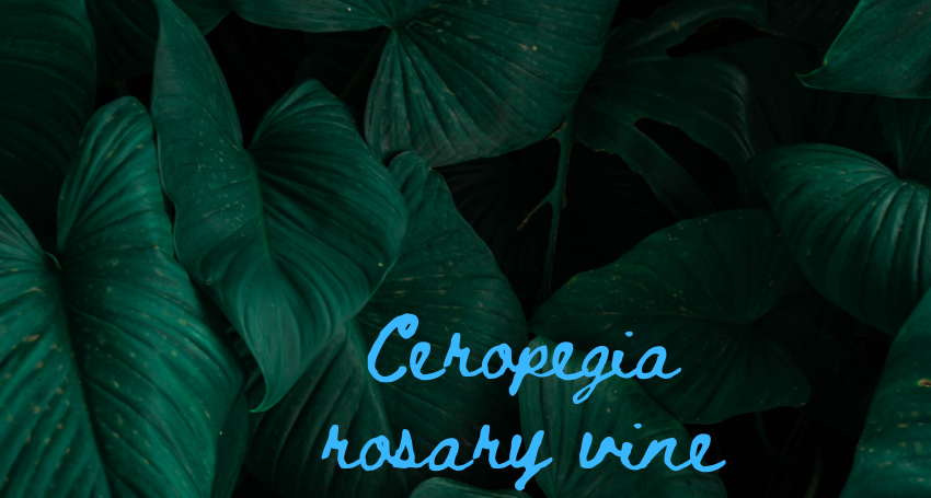 ceropegia-rosary-vine