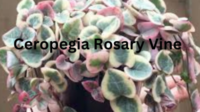 ceropegia rosary vine