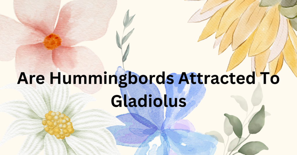 Are Hummingbords Attracted To Gladiolus